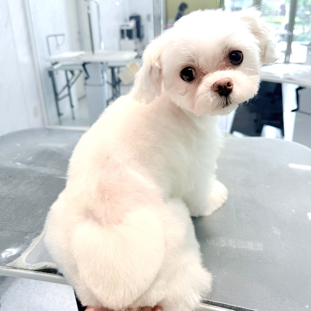 卒業犬イーブイちゃんのデザインカット☆